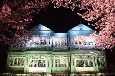 神戸市立王子動物園の桜