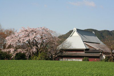 宝珠寺の桜