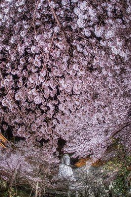 壷阪寺の桜