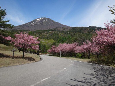 昭和の森の桜