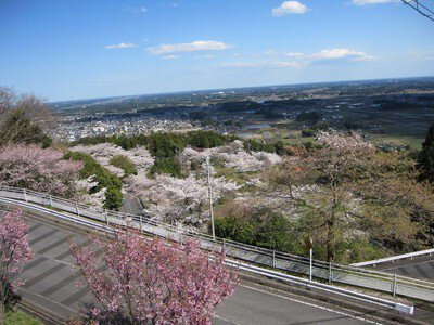 愛宕山(中腹)の桜