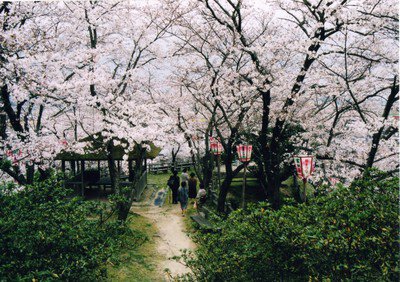 安来公園の桜