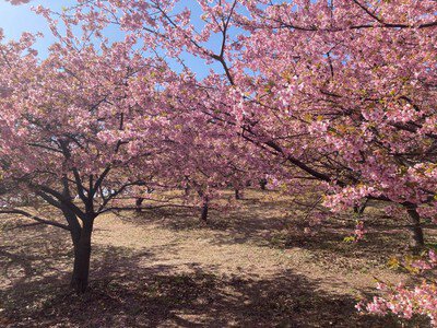 おおいゆめの里の桜