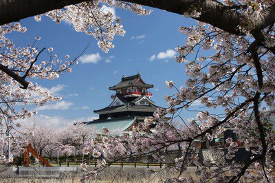 清洲城周辺の桜