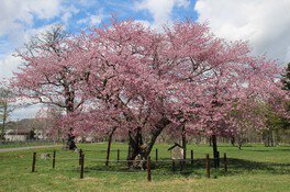 樹齢100年以上と言われる長寿桜