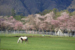 浦河町桜と馬の親子