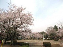城跡歴史公園の桜 画像(2/3)