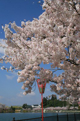上野公園の桜(広島県)