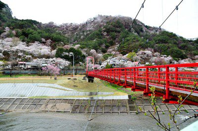 矢祭山公園の桜