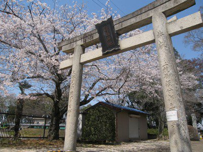 城跡歴史公園の桜