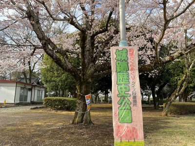 城跡歴史公園の桜