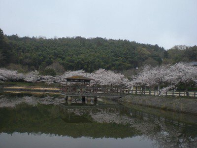 愛宕山公園の桜