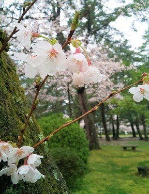 出雲大社神苑の桜