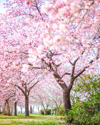 鹿島城山公園の桜
