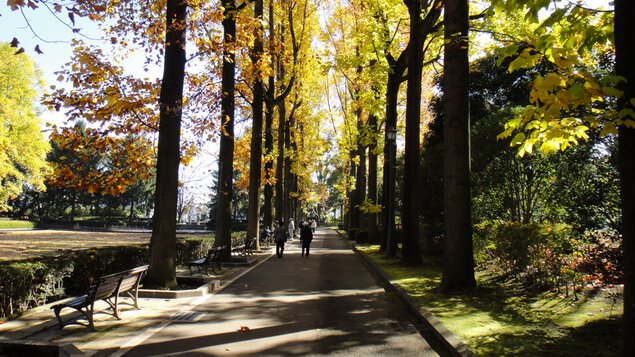 「沈床園」園路に立ち並ぶ、黄色く色づいたユリノキ並木