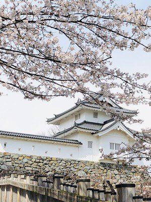 舞鶴城公園の桜