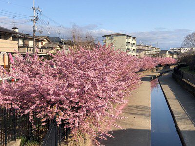 淀水路の桜