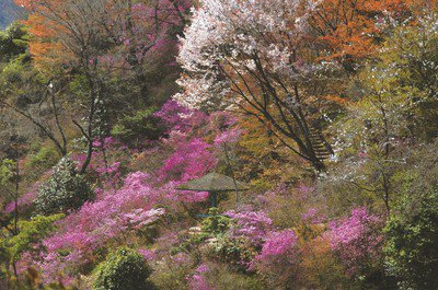 鬼岩公園の桜