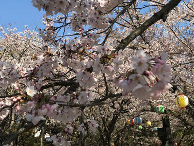 甘木公園の桜(福岡県大牟田市)