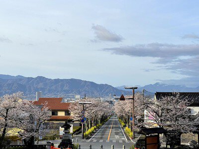 武田神社の桜