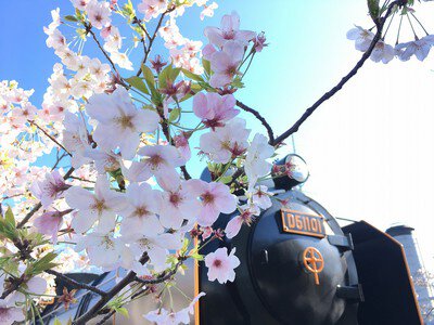 三笠公園の桜