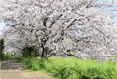 坂本高草川沿いの桜