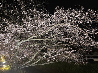 坂本高草川沿いの桜