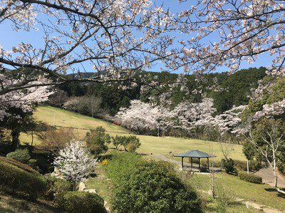葛城山麓公園の桜