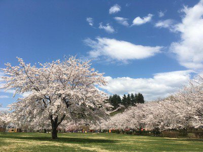 東公園さくら山の桜