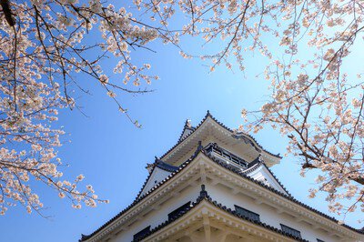 城山公園の桜(千葉県)