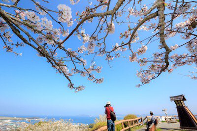 城山公園の桜(千葉県)