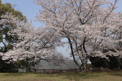 城山公園の桜(島根県)