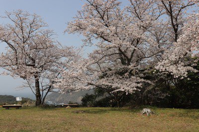 城山公園の桜(島根県)
