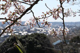 小見川城山公園の桜 画像(4/4)