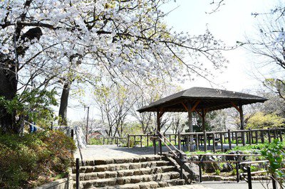 大田区多摩川台公園の桜