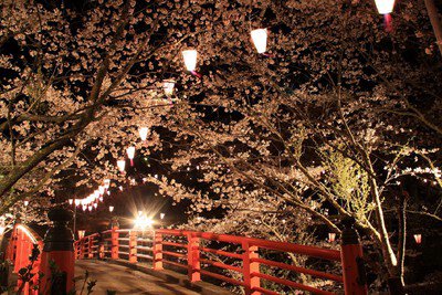 小見川城山公園の桜