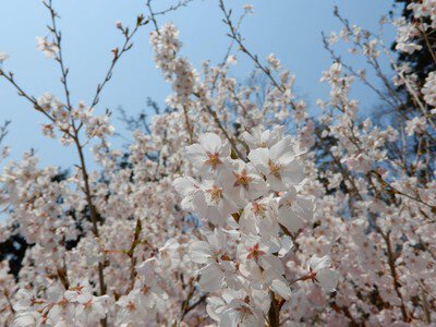 東沢バラ公園の桜