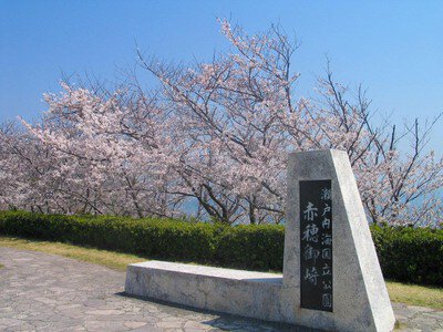 赤穂東御崎公園の桜