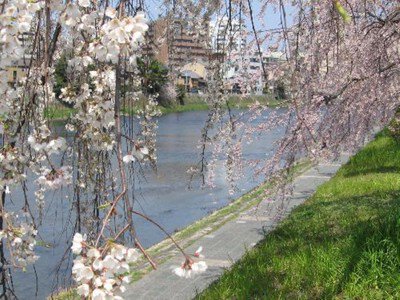 鴨川公園(半木の道)の紅八重枝垂れ桜