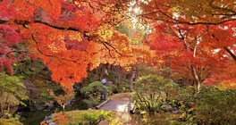 京都府立関西文化学術研究都市記念公園(けいはんな記念公園)の紅葉 画像(3/4)