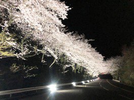 アネスト岩田 ターンパイク箱根 御所の入駐車場付近の桜 画像(2/3)