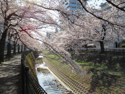 乞田川の桜