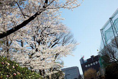 明治神宮外苑の桜