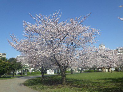 大島小松川公園の桜