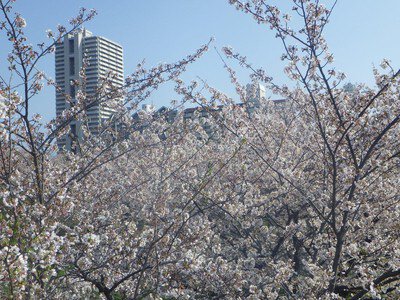 大島小松川公園の桜