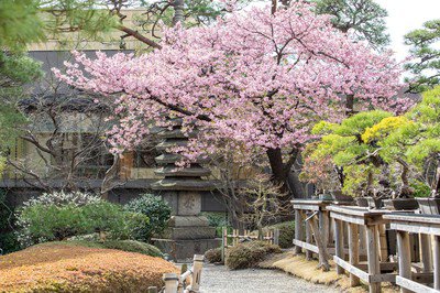 八芳園の桜