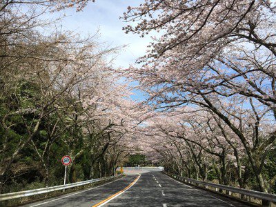 アネスト岩田 ターンパイク箱根 御所の入駐車場付近の桜