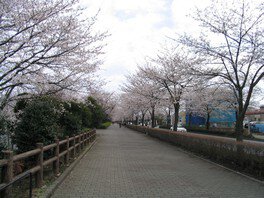 御伊勢塚公園(おいせ橋通り)の桜 画像(2/2)