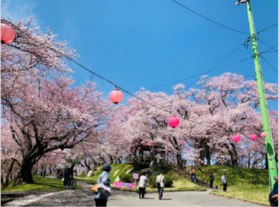 烏帽子山公園の桜