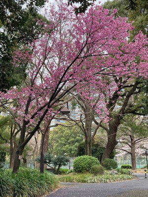 日比谷公園の桜